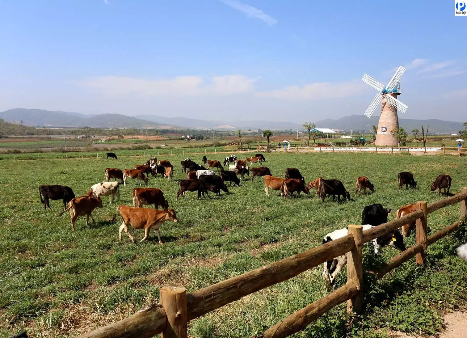 nong-trai-bo-dalat-milk-farm nông trại bò dalat milk farm